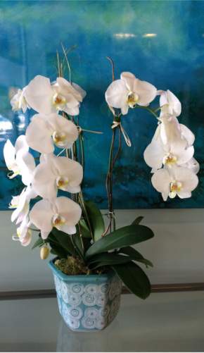Custom live orchids by local florist